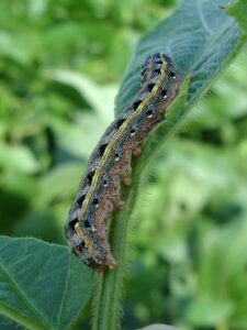 Insects Out and About: Armyworms, Rose Chafers, and others