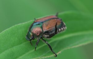 Japanese Beetle Considerations for Crops