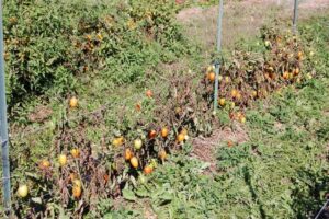 Late Blight of Tomatoes and Potatoes