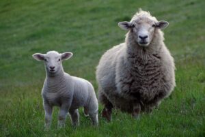 Small Ruminant Webinar Series 2024