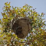 wasp nest hanging in a tree