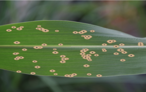 Harvest Considerations for Corn Fields with Tar Spot