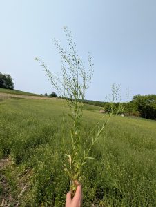 Winter Camelina Agronomy & Market Opportunity Workshop