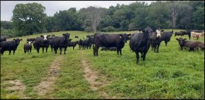 Richland County Pasture Walk 2025
